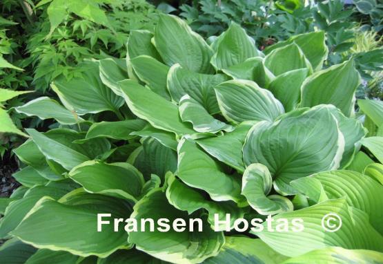 Hosta Summer Fragrance