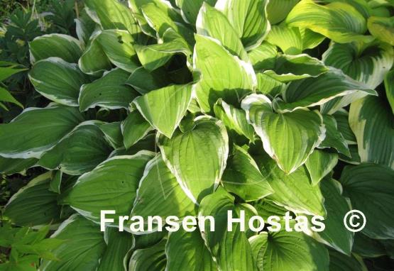 Hosta Summer Fragrance