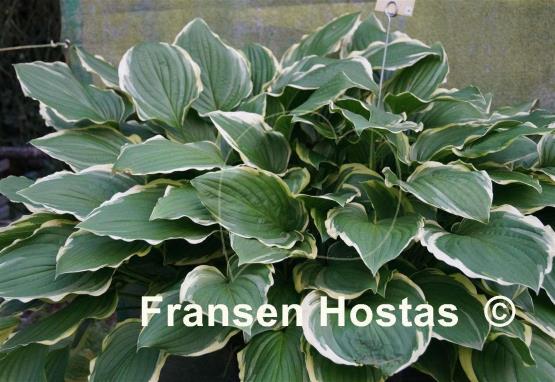 Hosta Summer Fragrance