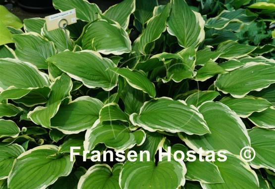 Hosta Summer Fragrance