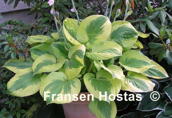 Hosta Summer Lovin'