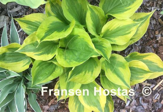 Hosta Summer Lovin'