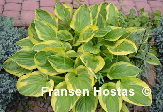 Hosta Summer Lovin'