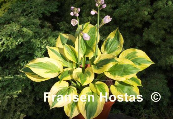 Hosta Summer Lovin'