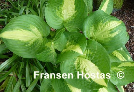 Hosta Summer Music