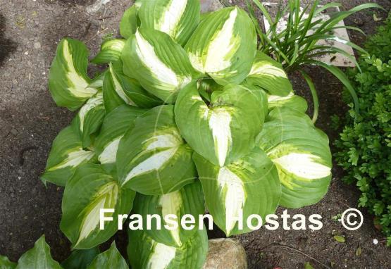 Hosta Summer Music