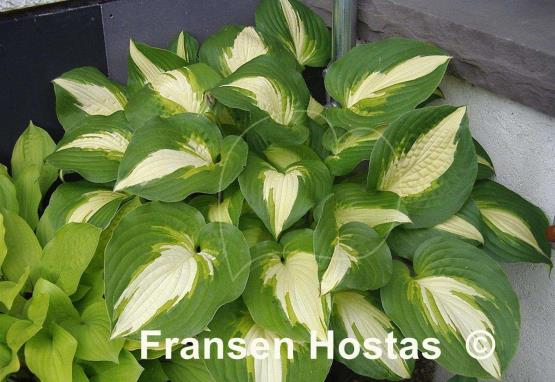Hosta Summer Music