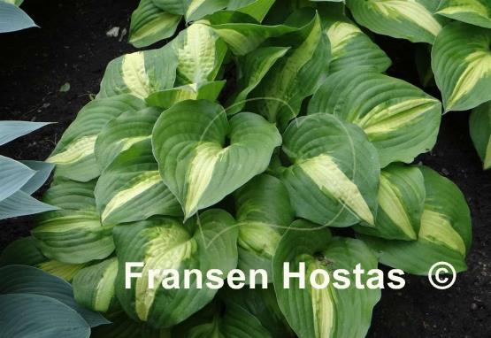Hosta Summer Music