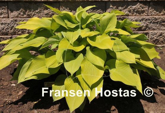 Hosta Summer Olympics