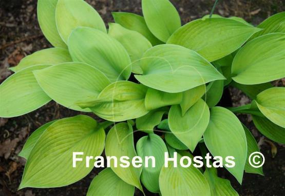 Hosta Summer Olympics