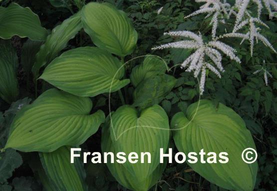 Hosta Summer Serenade