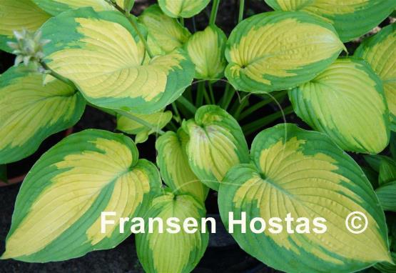 Hosta Summer Serenade