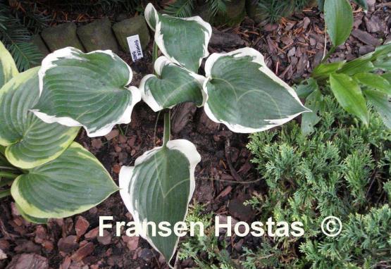 Hosta Summer Snow