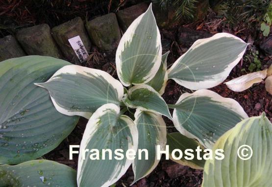 Hosta Summer Snow