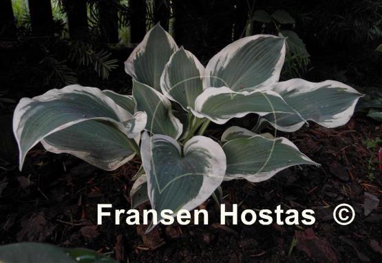 Hosta Summer Snow