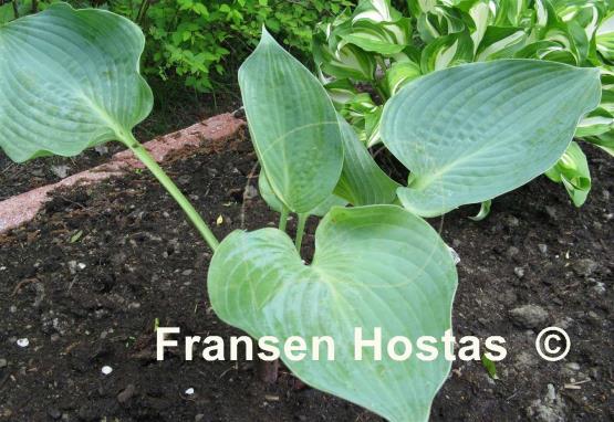 Hosta Summer Squall