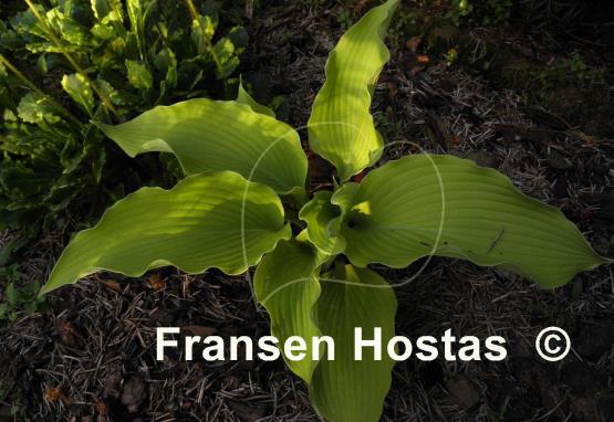 Hosta Summer Warrior