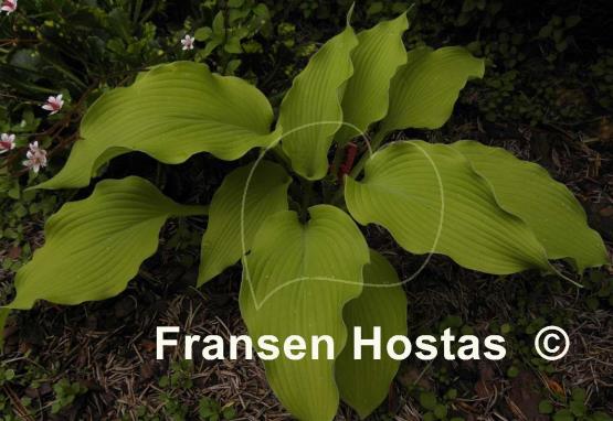 Hosta Summer Warrior