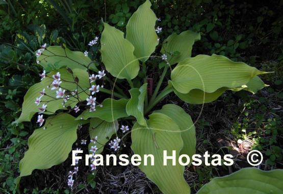 Hosta Summer Warrior