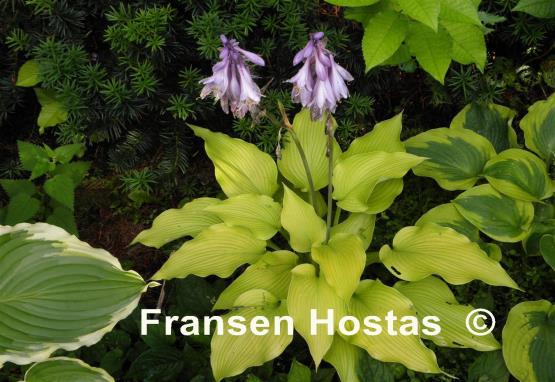 Hosta Summer Warrior