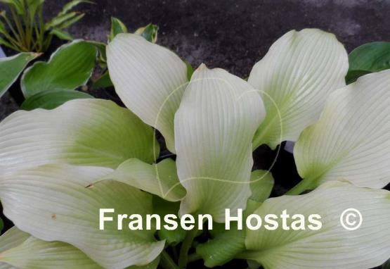 Hosta Summer Warrior