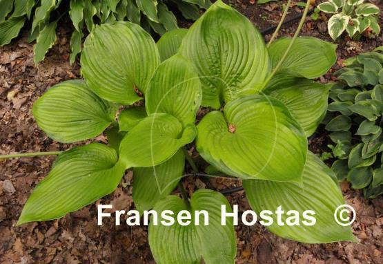 Hosta Sumsational