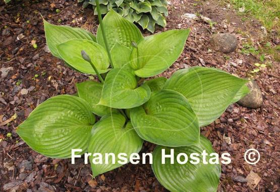 Hosta Sumsational