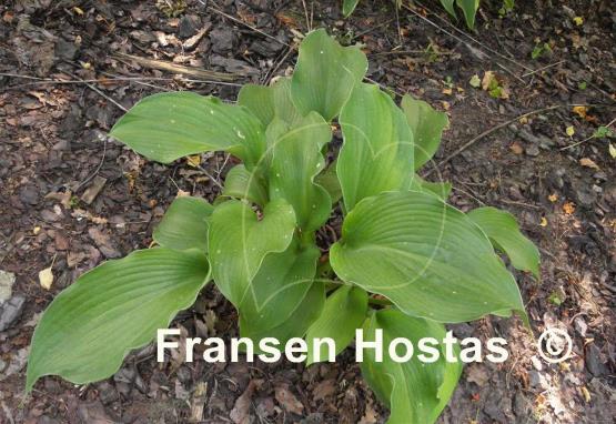 Hosta Sumsational
