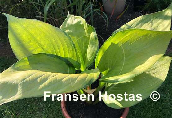 Hosta Sumsational