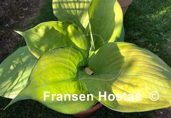 Hosta Sumsational