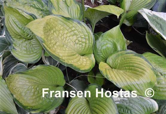 Hosta Sumsational