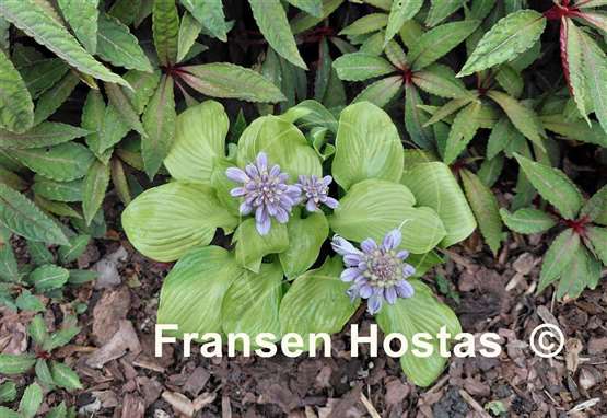 Hosta Sun Flower