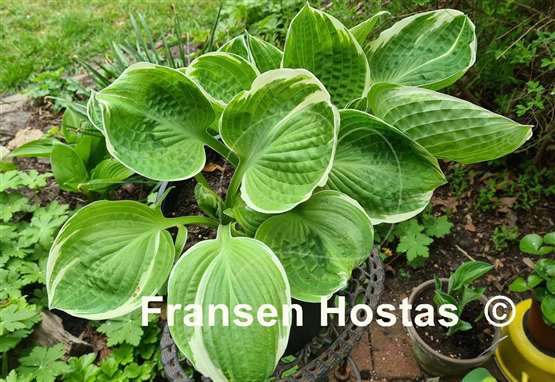 Hosta Sun Kissed 