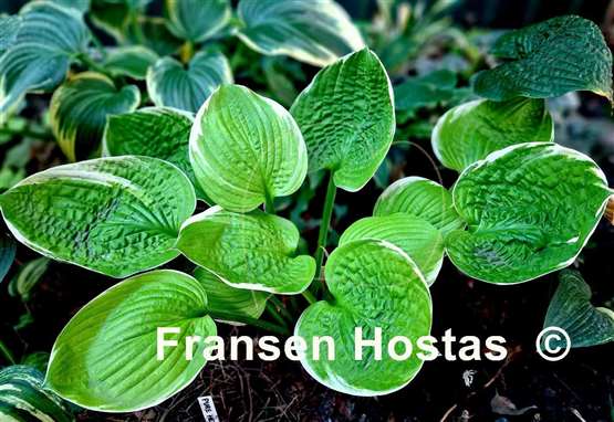 Hosta Sun Kissed