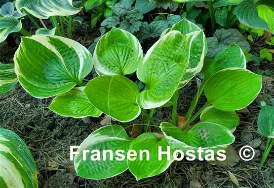 Hosta Sun Kissed