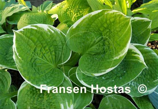 Hosta Sun Kissed