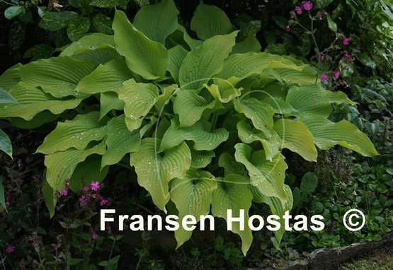 Hosta Sun Power