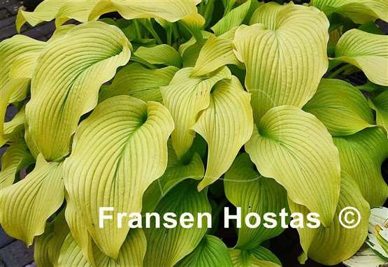 Hosta Sun Power