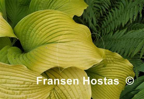 Hosta Sun Power