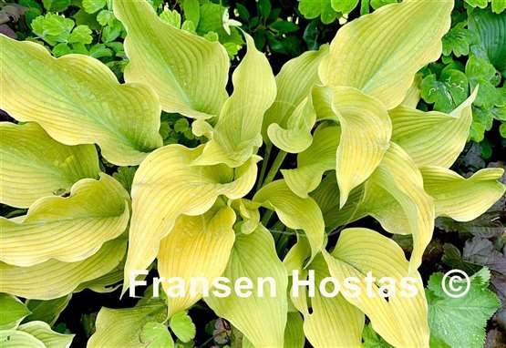 Hosta Sun Power