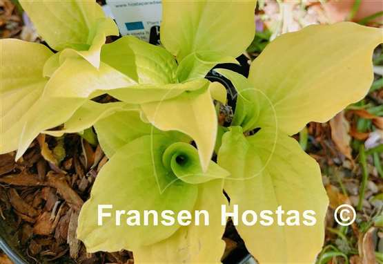 Hosta Sun Worshipper