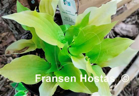 Hosta Sun Worshipper