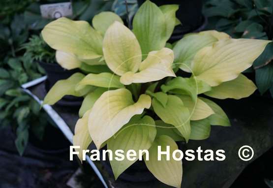 Hosta Sun Worshipper
