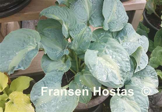 Hosta Sun and Shadow