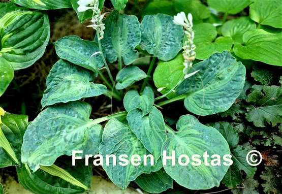 Hosta Sun and Shadow