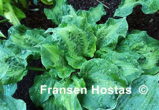 Hosta Sun and Shadow