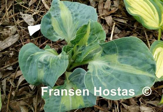 Hosta Sun and Shadow