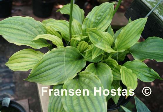 Hosta Sun Catcher