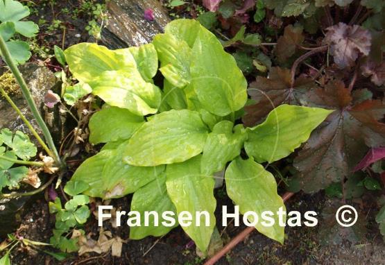 Hosta Sun Catcher