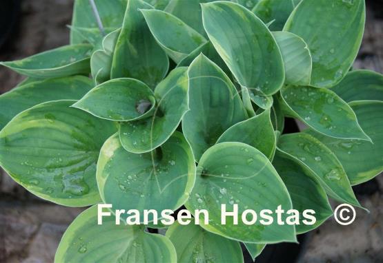 Hosta Sun Drop